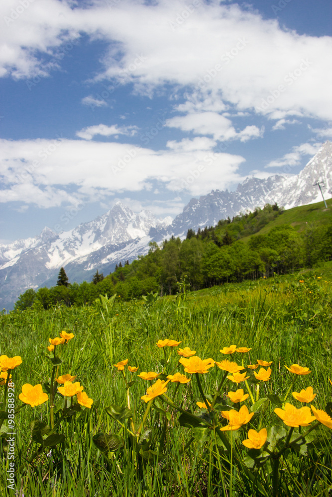 Meadow in French Alps