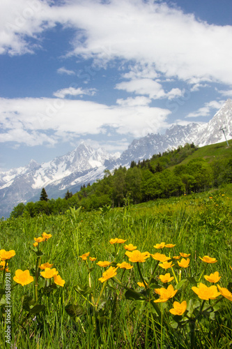 Meadow in French Alps © Tomtsya