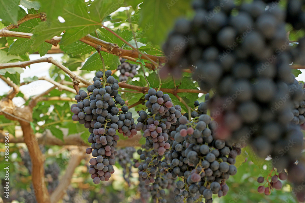 grapes harvest in vineyard