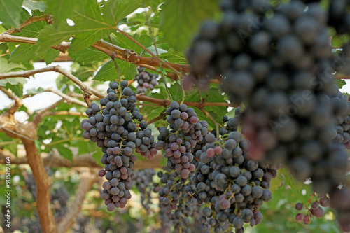 Wallpaper Mural grapes harvest in vineyard Torontodigital.ca