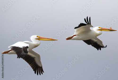 white pelican pair in flight