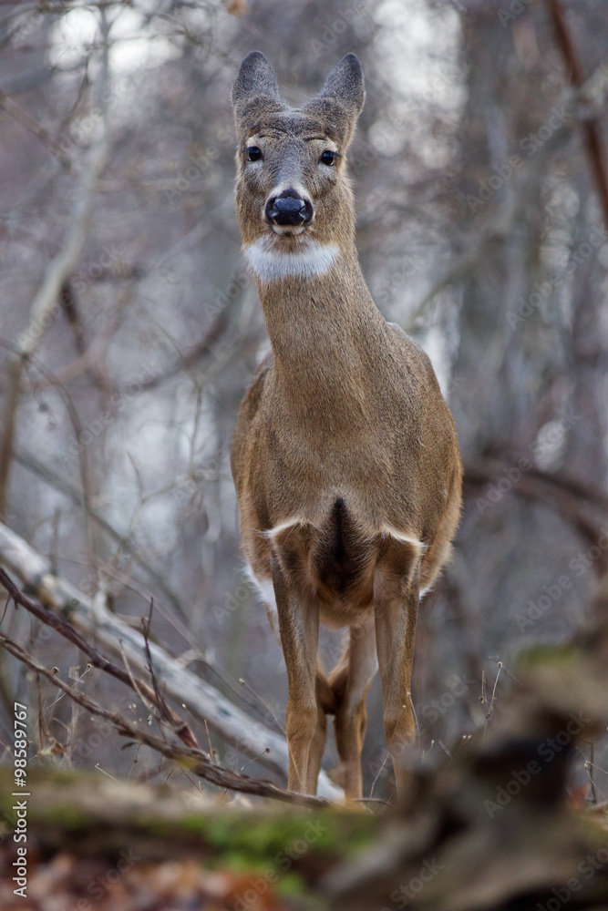 Naklejka premium Picture with a deer looking straight