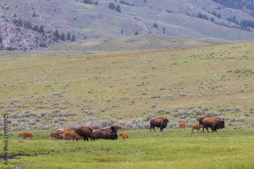 a herd of mother bison and newborn calves in a vast green yellowstone landscape