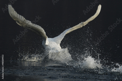 Pennuti