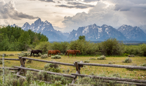 Three horses walk in file in front of an old ranch fence in the foreground of the Teton mountain range photo