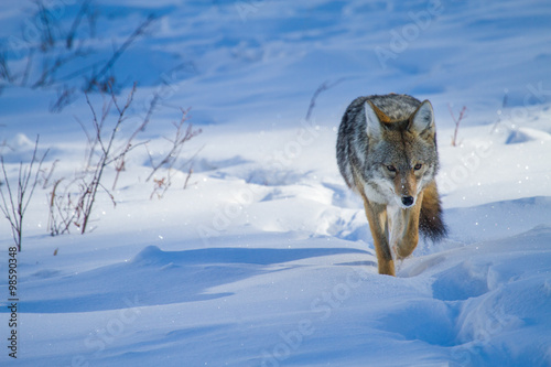 Photo coyote hunting along snowy trail