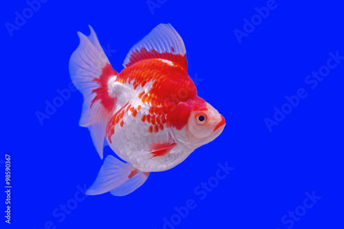 goldfish in the aquarium © leisuretime70