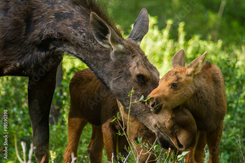 a mother moose nurtures her twin calves as they forage in the forest, the calf reaches to eat a twig photo