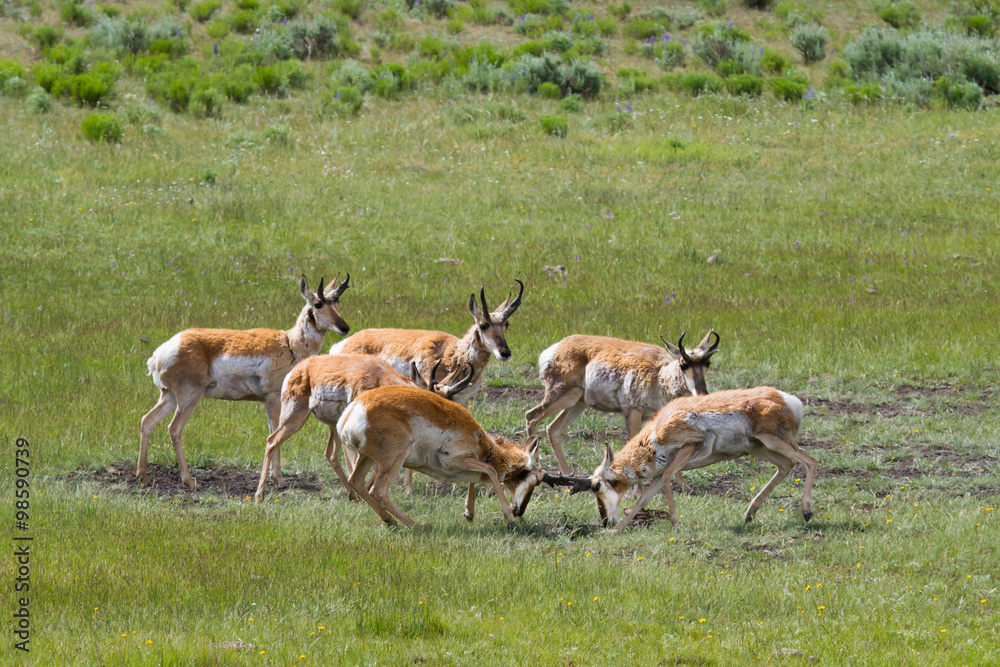 pronghorn antelope sparring while other bucks watch