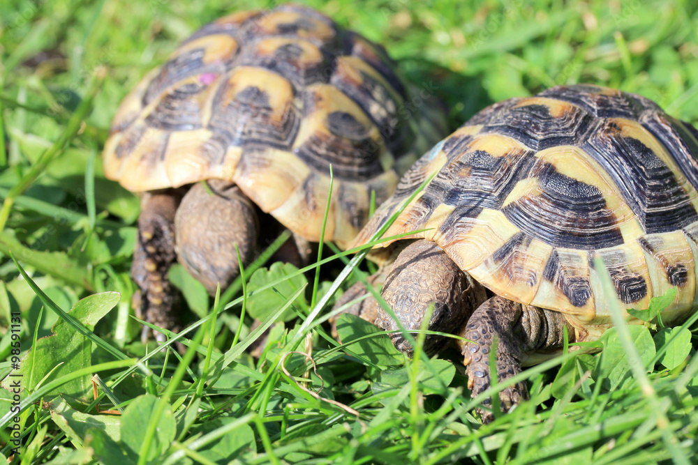 Hermann's tortoise (Testudo hermanni boettgeri) Hermann's tortoise (Testudo hermanni boettgeri)