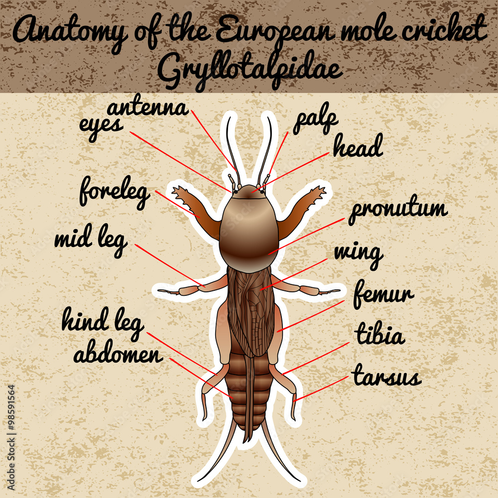 Anatomy of the European mole cricket. Sticker. Gryllotalpidae. Sketch