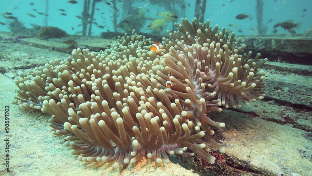 Bright orange anemonefish or clownfish sheltering in anemone growing on artificial reef at Mabul Island, Borneo