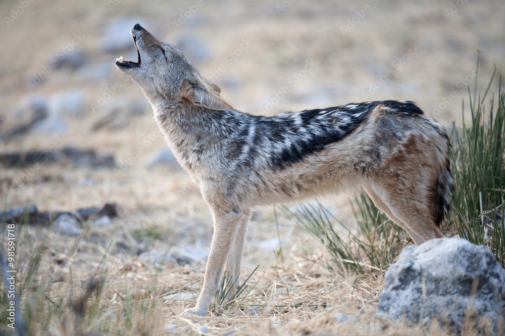 Obraz premium Africa Namibia , Etosha National Park Black backed Jackal howling.