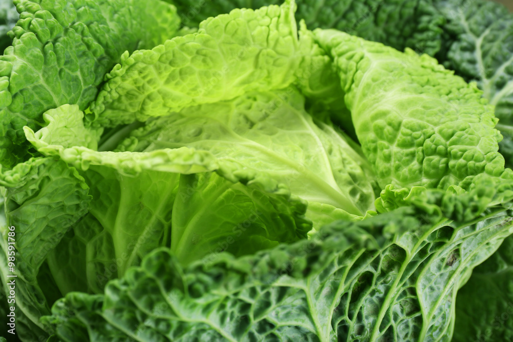 Savoy cabbage background, macro Savoy cabbage background, macro