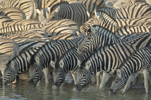 Africa Namibia   Etosha National Park Zebra at a waterhole. animals  wildlife 