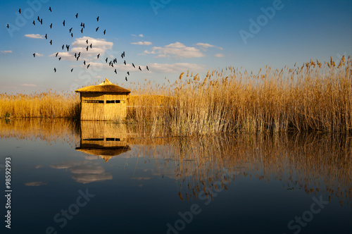 reeds,hut, birds and lake