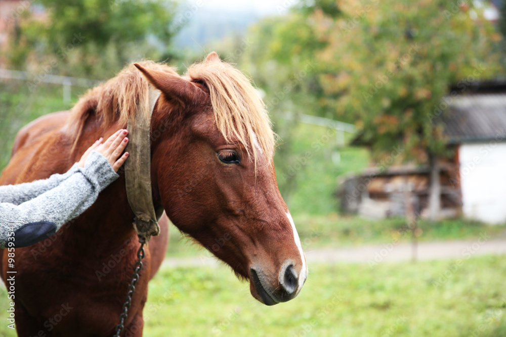 Fototapeta premium Girl feeding horse on meadow