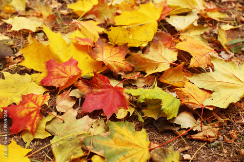 Colourful autumn leaves background  close up