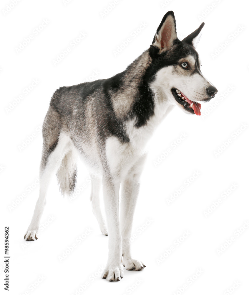 Siberian Husky, isolated on white Siberian Husky, isolated on white