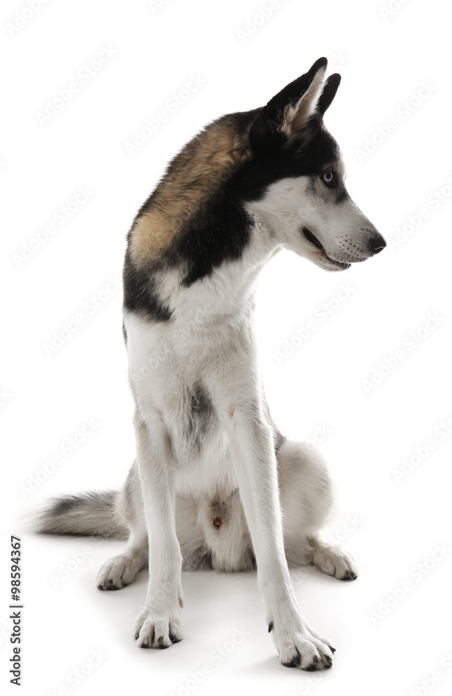 Siberian Husky sitting, isolated on white