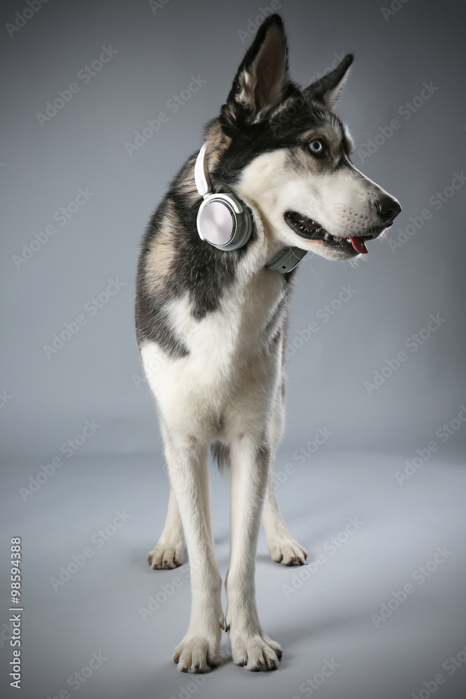 Young Husky in headphones on grey background Young Husky in headphones on grey background