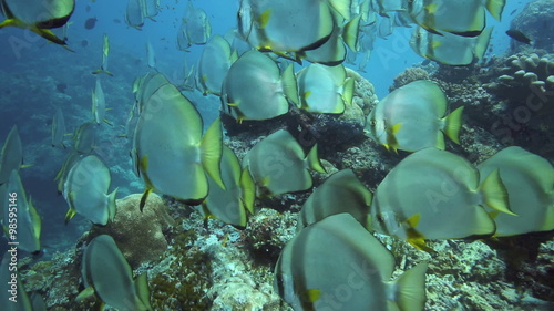 School of batfish swimming along coral reef wall at Sipadan Island, Borneo 