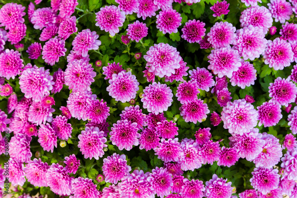Beautiful flowers background. Beautiful flowers background.