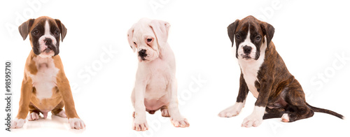 3 types of boxer puppies