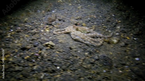 Mimic octopus moving across ocean floor at night, muck diving in Lembeh Strait, north Sulawesi 