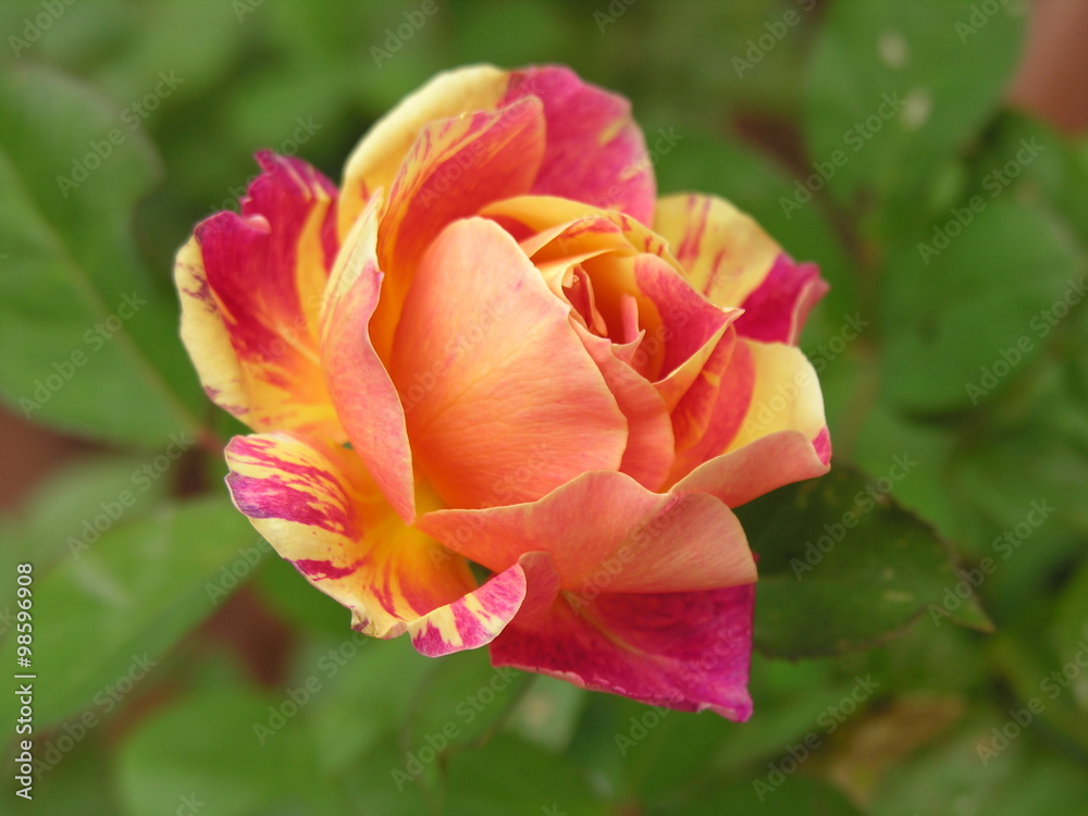 Rosa screziata multicolore Maurice Utrillo Rosa screziata multicolore Maurice Utrillo