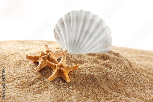 Sea stars and shell on sand isolated on white background