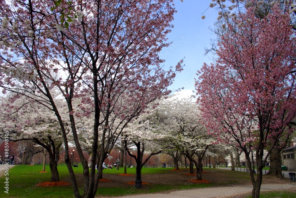 Cherry Blossom.. Cherry Blossom..