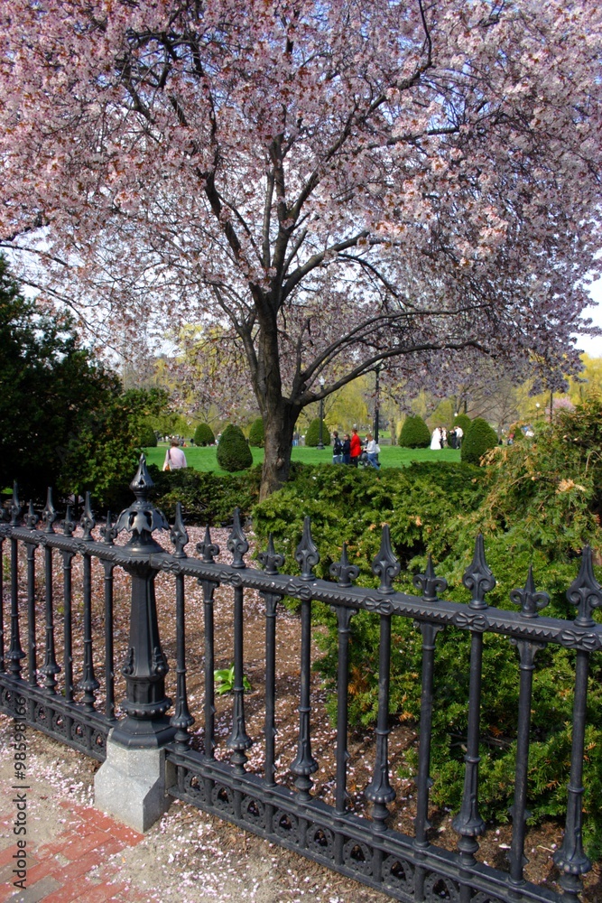 Boston Common and Public Garden, USA.. Boston Common and Public Garden, USA..