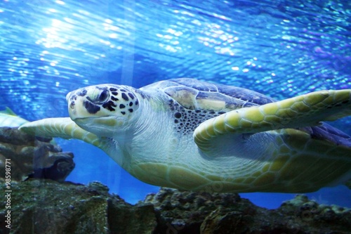  Green Sea Turtle swimming . ...... .Save to a Lightbox   .........  . . ... .Find Similar Images  .... .Share   ..... ...Green Sea Turtle swimming ..
