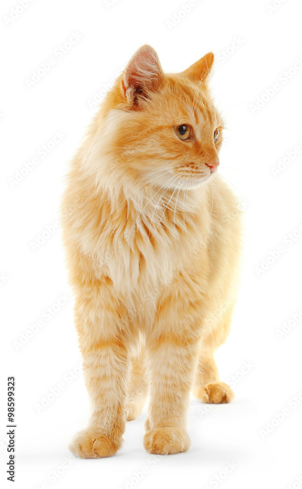 Obraz premium Fluffy red cat isolated on white background