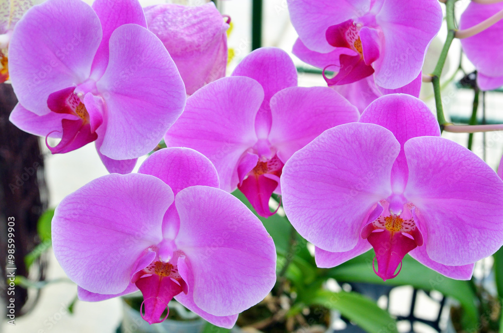Orchid flower.. Orchid flower..