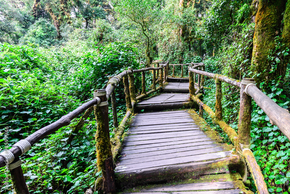 Wooden footpath nature trail at Doi Inthanon National Park in Chiang Mai, Thailand. Wooden footpath nature trail at Doi Inthanon National Park in Chiang Mai, Thailand.