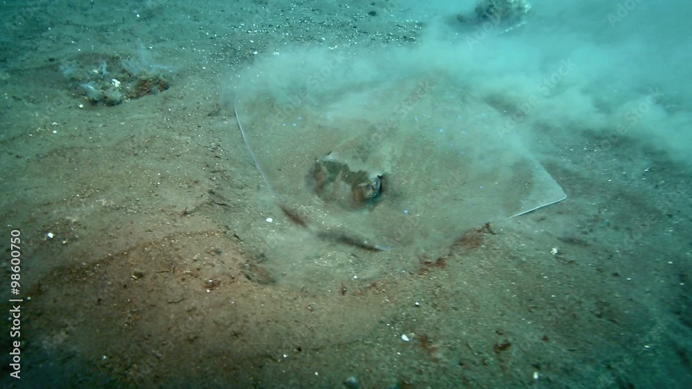 Bluespotted stingray searching for food in sand on ocean floor in Tulamben, east Bali 