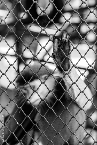 Black and white of Monkey hand touching a cage, lack of independence.