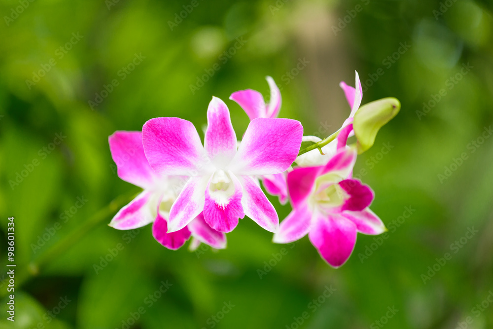 Pink cultivated orchid on green nature background Pink cultivated orchid on green nature background