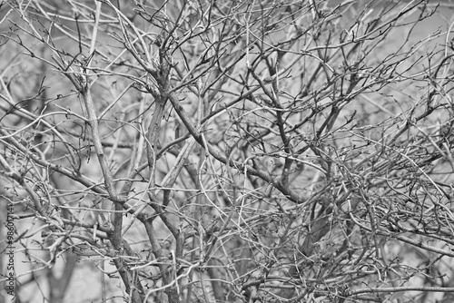 pattern black and white twigs dry in nature