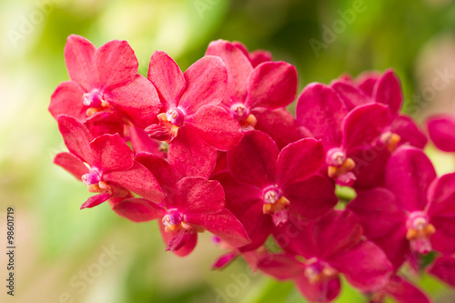 Beautiful red orchid flowers on nature background