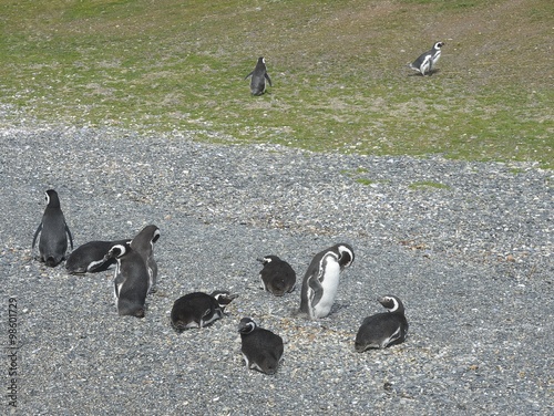 Magellanic penguins in the Beagle channel.