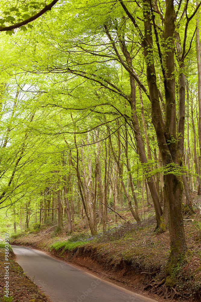 Obraz premium Forest near Cardiff Wales