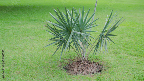 White palm on grass, Palm special species scarce photo