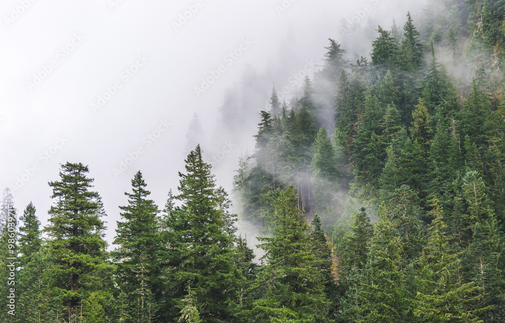 mountain forests covering by fog.