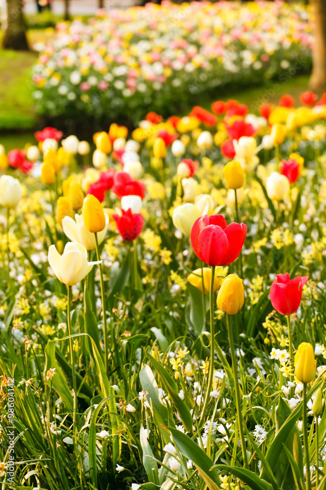 spring garden spring garden