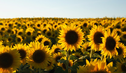 Wandcirkels Zonnebloem Uitgestrekt zonnebloemenveld in bloei  © nd700