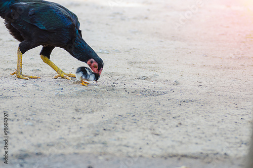 Hen and chick on sand background photo