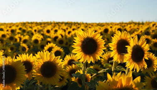 Stampa su tela sunflower field